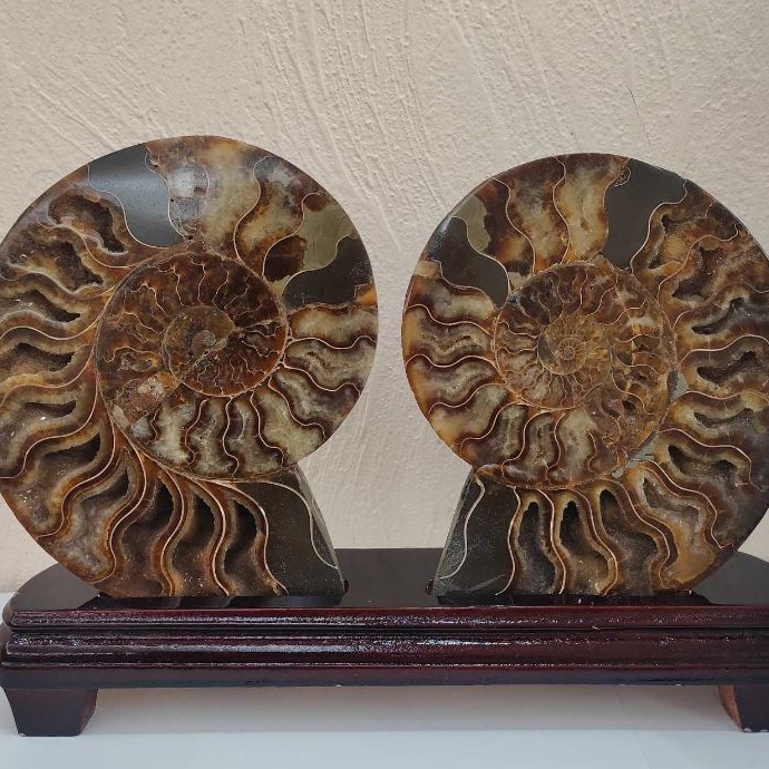 Ammonite on Stand. Sliced ammonite on a wooden stand, weight 1531g (weight with stand)