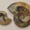 Souvenir Fossilized Ammonite, solid, weight 200-1200 g (approximately 8x10 cm to 14x17 cm ±) (Price per 100 g)