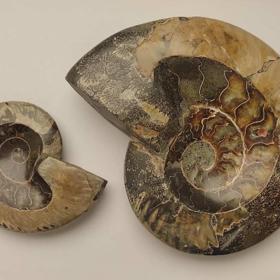 Souvenir Fossilized Ammonite, solid, weight 200-1200 g (approximately 8x10 cm to 14x17 cm ±) (Price per 100 g)