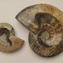 Souvenir Fossilized Ammonite, solid, weight 200-1200 g (approximately 8x10 cm to 14x17 cm ±) (Price per 100 g)