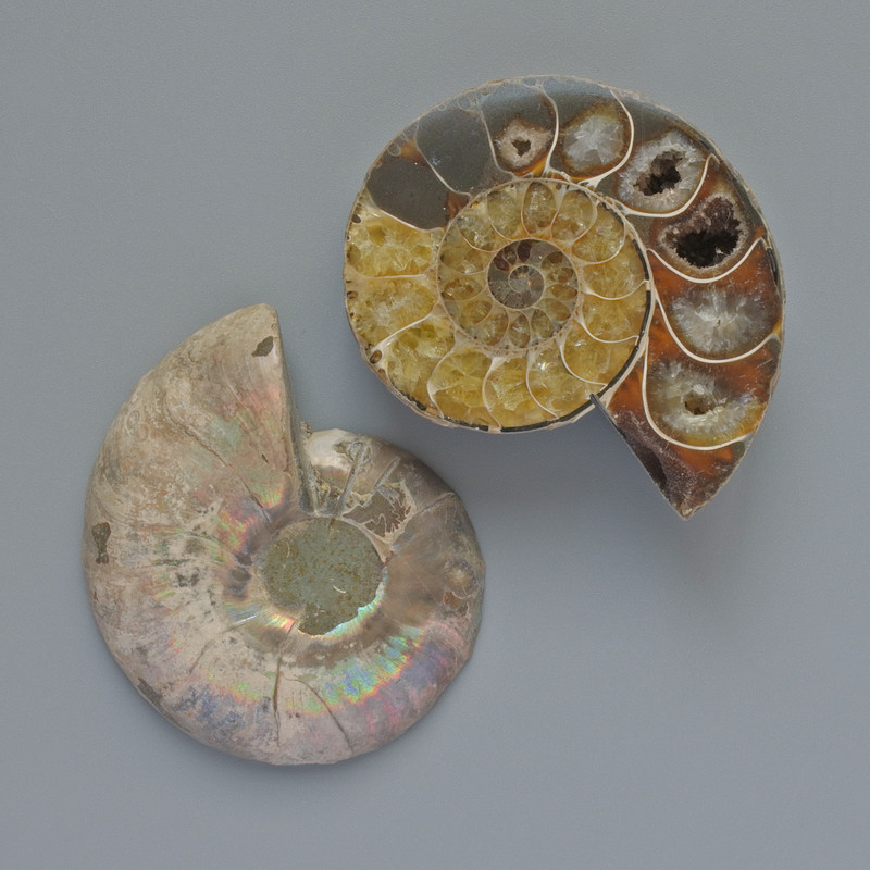 Ammonite souvenir stone, diameter assorted 37x45mm± (in pack pair) (per 100 g)