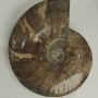 Souvenir Fossilized Ammonite Whole 18x15 cm± (price per 1175 g)