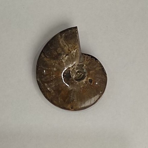 Souvenir Fossilized Ammonite Whole 10x8 cm± (price per 191 g)
