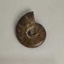 Souvenir Fossilized Ammonite Whole 10x8 cm± (price per 191 g)