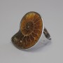 Ammonite ring 25x30mm± without, silver-toned metal sizes