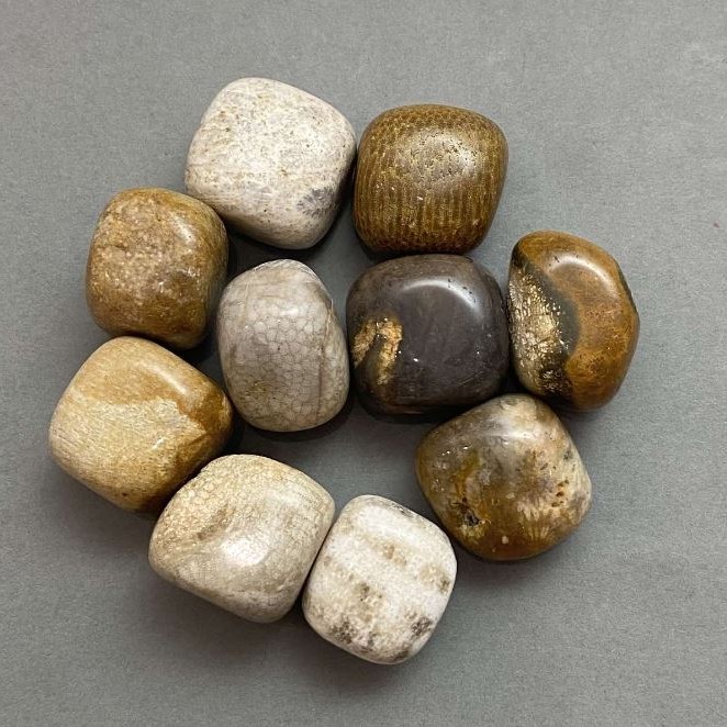 Fossilized coral tumbled natural stone ~ sizes 21-25×17-22×17 mm (+-) packaged 100 g (price per 100 g)