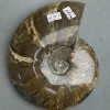 Souvenir fossilized solid Ammonite 17x15x3.5 cm± (price per 1175 g)