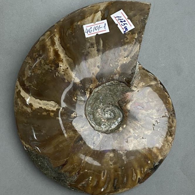 Souvenir fossilized solid Ammonite 17x15x3.5 cm± (price per 1175 g)