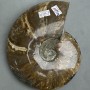 Souvenir fossilized solid Ammonite 17x15x3.5 cm± (price per 1175 g)