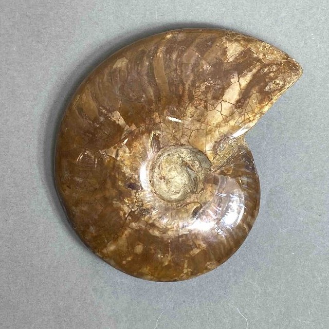 Ammonite decorative stone, diameter 88mm±, weight 156 g (price per piece)