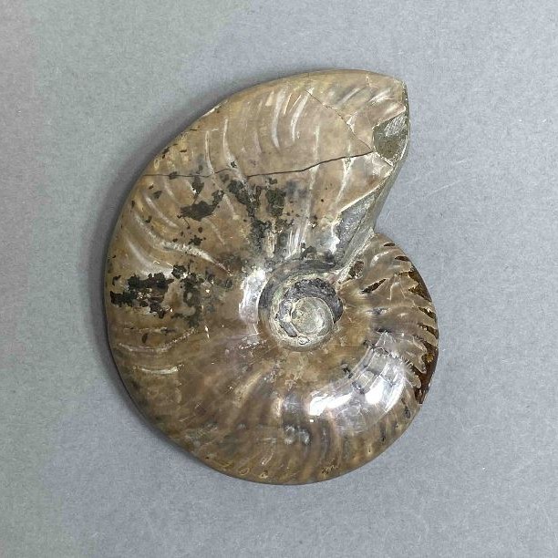 Ammonite souvenir stone, diameter 85 mm±, weight 150 g (price per piece)