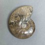 Ammonite souvenir stone, diameter 85 mm±, weight 150 g (price per piece)