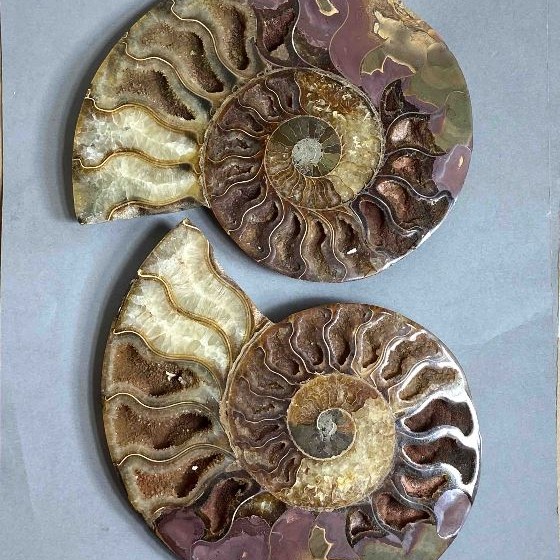 Pair of Ammonite Decorative Stone, diameter 150mm±, weight 693g (price for a pair)