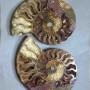 Pair of Ammonite Decorative Stone, diameter 150mm±, weight 693g (price for a pair)