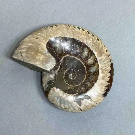Ammonite with cavity souvenir stone, diameter 107 mm ± weight 278 g (price per piece)