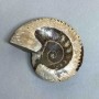 Ammonite with cavity souvenir stone, diameter 107 mm ± weight 278 g (price per piece)