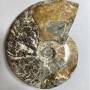 Large decorative fossilized ammonite souvenir, solid specimen 17x13x4 cm ± weight 1040 g