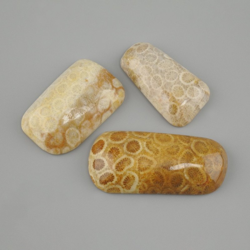 Cabochon Fossil Coral 38-44x15-23mm+- (assorted sizes)