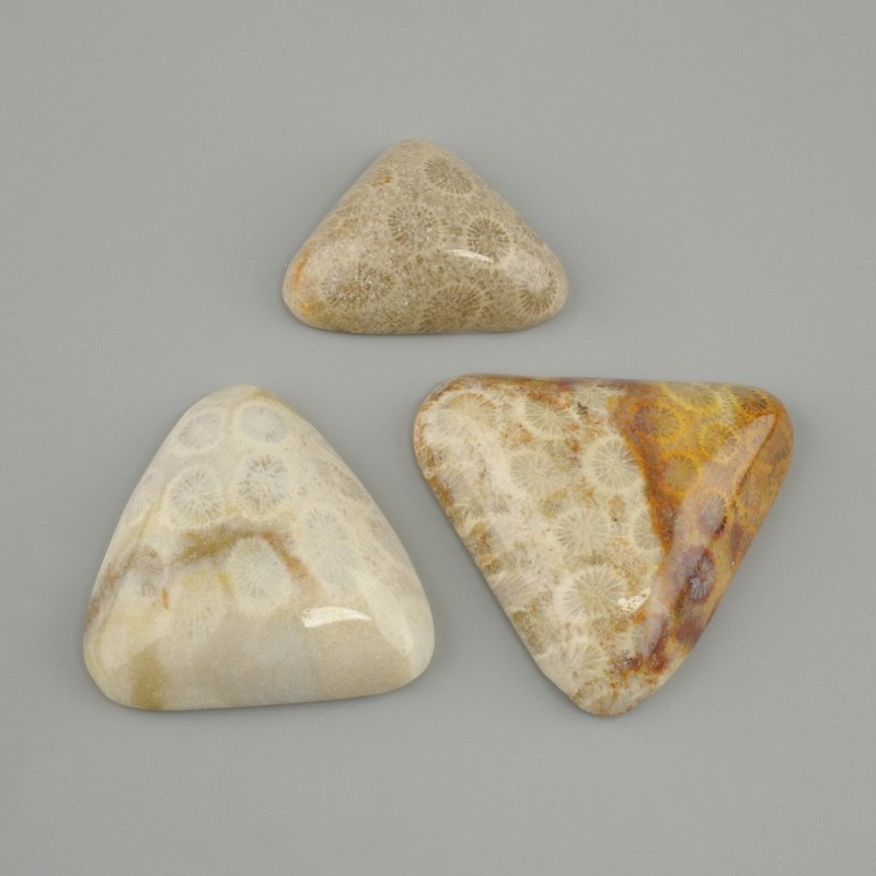 Cabochon of fossilized coral 25-43×24-36 mm ± (assorted sizes)