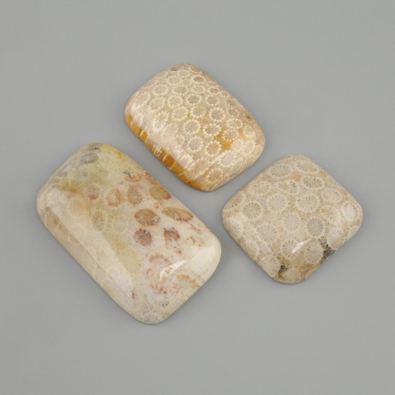 Cabochon Fossil Coral 32-42×24-30 mm ± (assorted sizes)