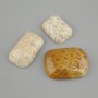 Cabochon fossilized coral 30-36x20-25mm +-( assorted sizes)