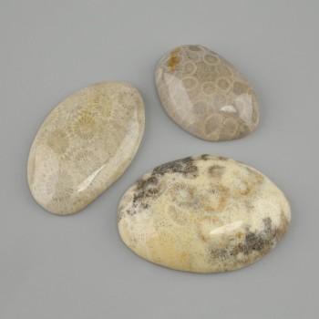 Cabochon Fossilized Coral 29-30x24-49mm +- (assorted sizes)