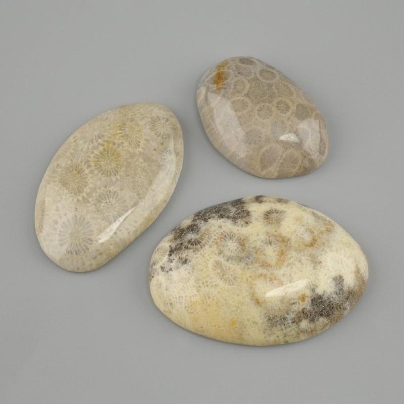 Cabochon Fossilized Coral 29-30x24-49mm +- (assorted sizes)