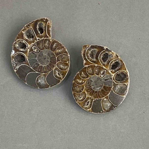 Ammonite souvenir stone, assorted diameter 37×43 mm ± (in a pack: a pair), weight 45 g