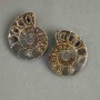 Ammonite souvenir stone, assorted diameter 37×43 mm ± (in a pack: a pair), weight 45 g