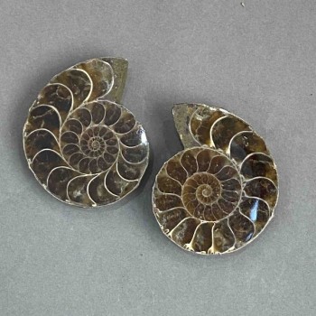 Ammonite souvenir stone, assorted diameter 37x44 mm ± (in a package: a pair), weight 54 g