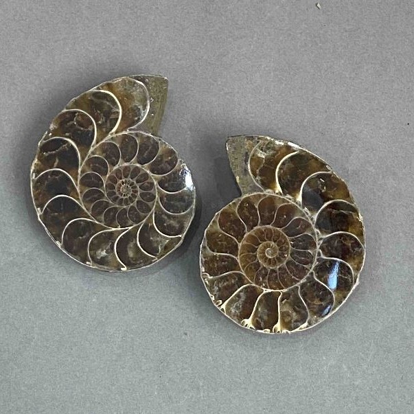 Ammonite souvenir stone, assorted diameter 37x44 mm ± (in a package: a pair), weight 54 g