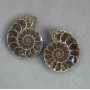 Ammonite souvenir stone, assorted diameter 37x44 mm ± (in a package: a pair), weight 54 g