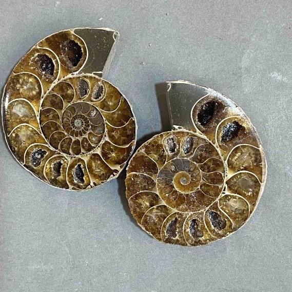 Ammonite souvenir stone, assorted diameter 48×40 mm ± (in a package, a pair) weight 55 g