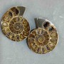 Ammonite souvenir stone, assorted diameter 48×40 mm ± (in a package, a pair) weight 55 g