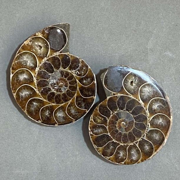 Ammonite souvenir stone, assorted diameter 45x36 mm ± (in a pack of two) weight 59 g