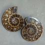 Ammonite souvenir stone, assorted diameter 45x36 mm ± (in a pack of two) weight 59 g