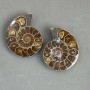 Ammonite souvenir stone, assorted diameter 40x47 mm ± (in a pack of two) weight 63 g