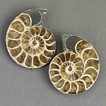 Ammonite souvenir stone, assorted diameter 36×42 mm ± (in a package, a pair) weight 45 grams