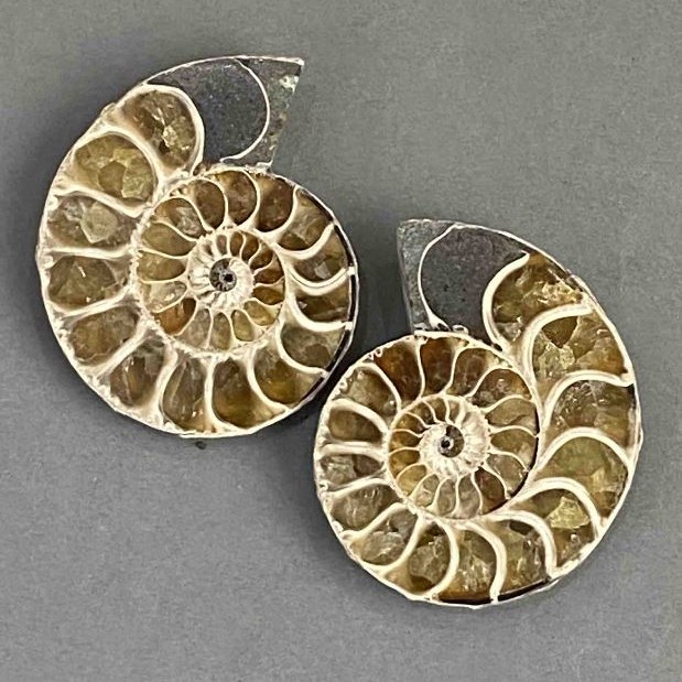 Ammonite souvenir stone, assorted diameter 36×42 mm ± (in a package, a pair) weight 45 grams