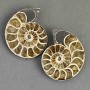 Ammonite souvenir stone, assorted diameter 36×42 mm ± (in a package, a pair) weight 45 grams