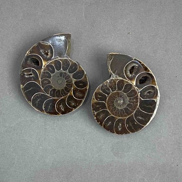 Ammonite souvenir stone, assorted diameter 37×45 mm ± (in a package, a pair) weight 48 grams