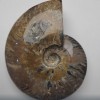 Souvenir Fossilized Whole Ammonite Large 15x12x4cm+/- price per 783g