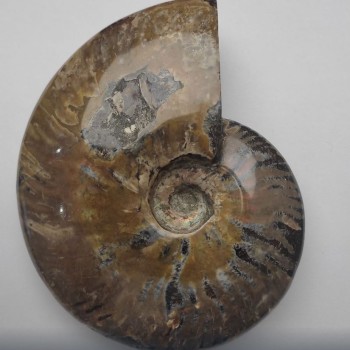 Souvenir Fossilized Whole Ammonite Large 15x12x4cm+/- price per 783g