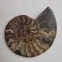 Ammonite decorative stone weight from 300 g (approximately 12x14 cm±) (Price per 100 g)