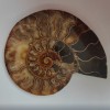 Souvenir Ammonite Stone 15.5×12.5 cm, weight 384 g