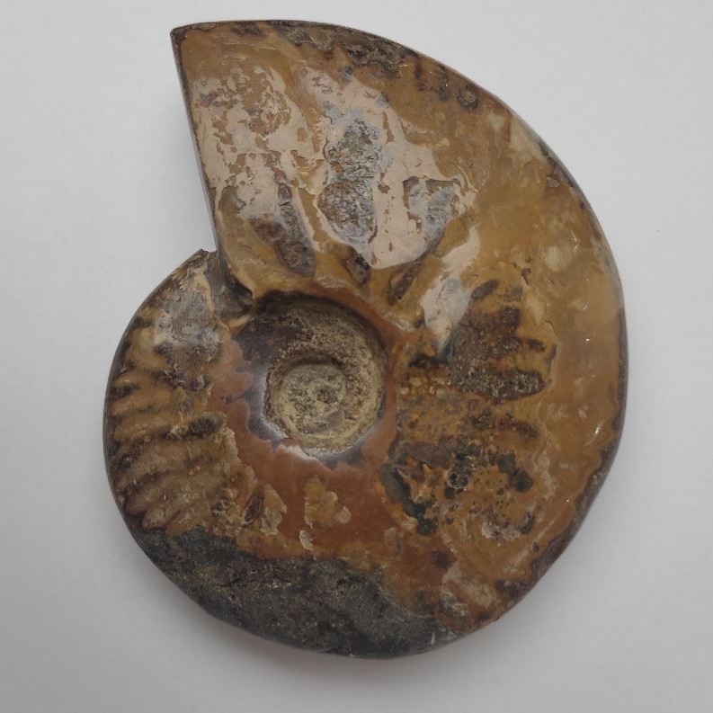 Souvenir fossilized ammonite, solid 12×9.5×3 cm ± (price per 424 g.)