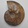 Souvenir fossilized ammonite, solid 12×9.5×3 cm ± (price per 424 g.)