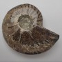 Fossilized solid Ammonite weight from 600 g (approximately 12×14 cm ±) (Price per 100 g)
